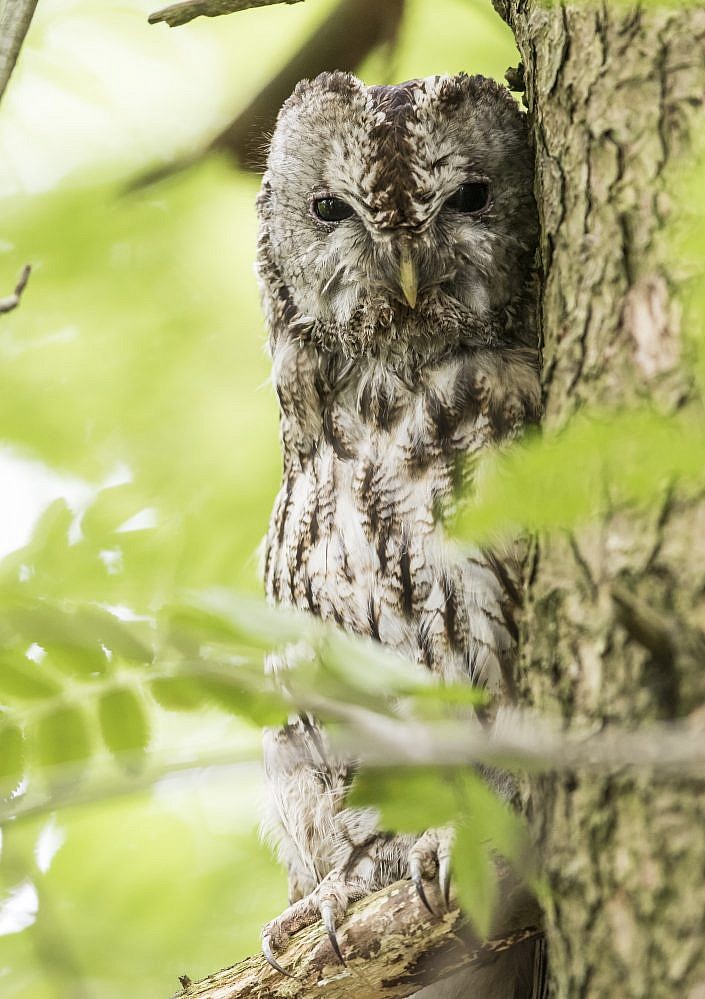 Owl behind the tree
